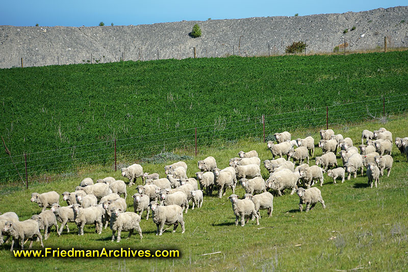tourist,attraction,holiday,vacation,new zealand,animals,natural,livestock,grazing,herd,pasture,